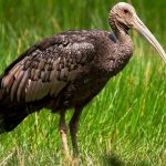 Giant Ibis Discovery & Angkor Heritage Tour (9 Days/ 8Nights)