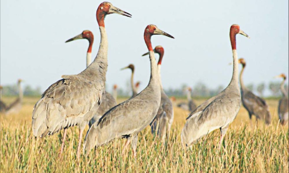 SARUS Crane ATT or Kampot
