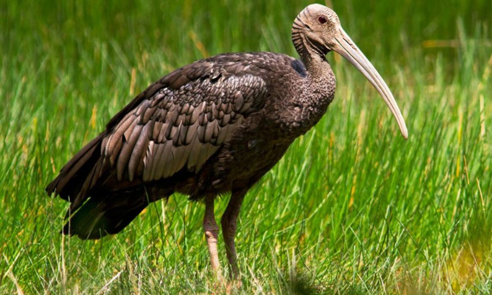 giant ibis tmat boey